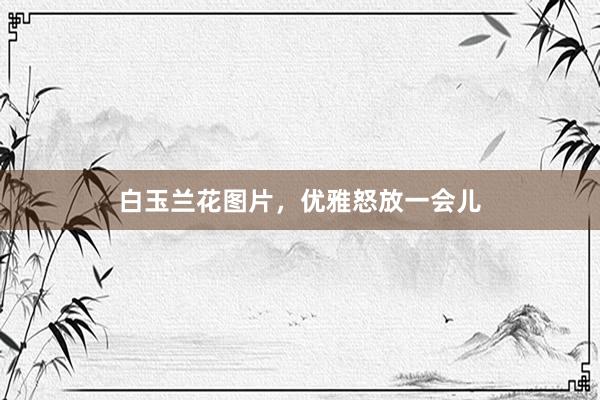 白玉兰花图片，优雅怒放一会儿